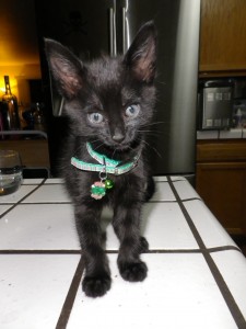 Kitten