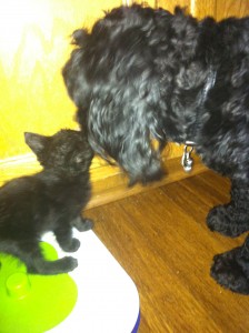 Xavi and kitten.